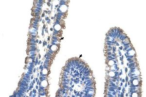 Human Intestine (TMEM8B Antikörper  (Middle Region))