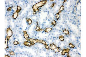 Anti- Aquaporin 1 Picoband antibody, IHC(P) IHC(P): Rat Kidney Tissue (Aquaporin 1 Antikörper  (C-Term))