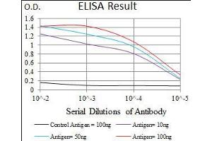 Black line: Control Antigen (100 ng), Purple line: Antigen(10 ng), Blue line: Antigen (50 ng), Red line: Antigen (100 ng), (PDE1B Antikörper  (AA 370-536))