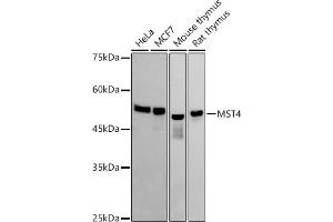 Western blot analysis of extracts of various cell lines, using MST4 antibody (ABIN7270230) at 1:1000 dilution. (STK26/MST4 Antikörper)
