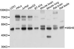 Western blot analysis of extracts of various cell lines, using PRKAR1B antibody (ABIN6003823) at 1/1000 dilution. (PRKAR1B Antikörper)