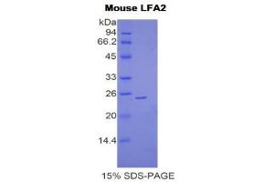 SDS-PAGE (SDS) image for CD2 (CD2) (AA 23-203) protein (His tag) (ABIN1877367)