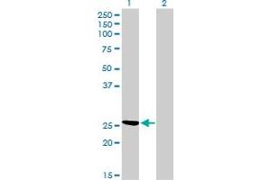 Image no. 1 for anti-Chloride Intracellular Channel 3 (CLIC3) (AA 137-237) antibody (ABIN465974) (CLIC3 Antikörper  (AA 137-237))