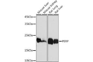 Western blot analysis of extracts of various cell lines, using PERP Rabbit mAb (ABIN7270861) at 1:1000 dilution. (PERP Antikörper)