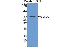 Western Blotting (WB) image for anti-Integrin alpha 1 (ITGA1) (AA 125-366) antibody (ABIN1868763)