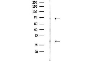 anti-Endomucin (EMCN) (C-Term) antibody