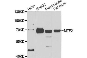 Western blot analysis of extracts of various cell lines, using MTF2 antibody. (MTF2 Antikörper  (AA 1-190))