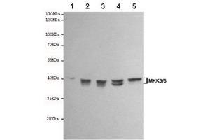 Western blot testing of 1) rat PC12, 2) rat C6, 3) human Ramos, 4) human Jurkat and 5) human HeLa cell lysates using MKK3/6 antibody at 1:1000. (MKK3/6 Antikörper)