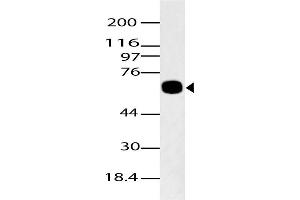 Image no. 1 for anti-K(lysine) Acetyltransferase 5 (KAT5) (AA 300-500) antibody (ABIN5027564) (KAT5 Antikörper  (AA 300-500))