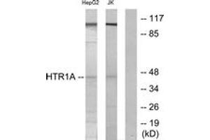 Western blot analysis of extracts from HepG2/Jurkat cells, using 5-HT-1A Antibody. (Serotonin Receptor 1A Antikörper  (AA 291-340))