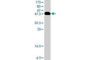 Western Blot detection against Immunogen (51. (PRR16 Antikörper  (AA 1-234))