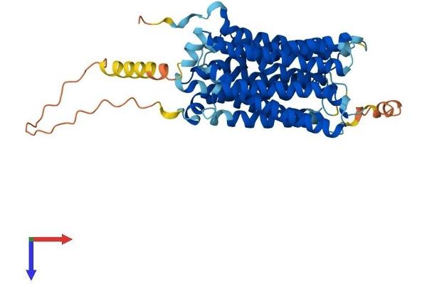 SLC29A2 Protein (AA 1-456) (His tag)