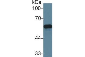 Western Blot; Sample: Human Lung lysate; Primary Ab: 2µg/ml Rabbit Anti-Human PDIA3 Antibody Second Ab: 0. (PDIA3 Antikörper  (AA 162-416))