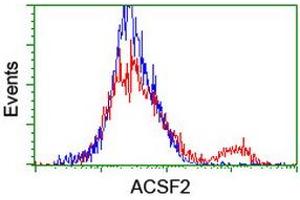 HEK293T cells transfected with either RC204368 overexpress plasmid (Red) or empty vector control plasmid (Blue) were immunostained by anti-ACSF2 antibody (ABIN2455778), and then analyzed by flow cytometry. (ACSF2 Antikörper)
