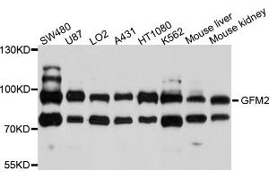 Western blot analysis of extracts of various cell lines, using GFM2 antibody (ABIN4903758) at 1:1000 dilution.