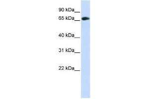 WDR21A antibody used at 1 ug/ml to detect target protein. (DCAF4 Antikörper  (Middle Region))