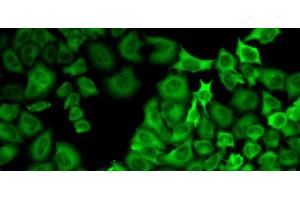 Immunofluorescence analysis of U2OS cells using HSP90AA1 Polyclonal Antibody (HSP90AA1 Antikörper)