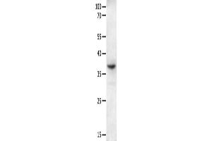 Gel: 10 % SDS-PAGE, Lysate: 40 μg, Lane: Mouse intestinum tenue tissue, Primary antibody: ABIN7190854(GPR6 Antibody) at dilution 1/250, Secondary antibody: Goat anti rabbit IgG at 1/8000 dilution, Exposure time: 2 minutes (GPR6 Antikörper)