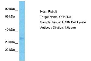 Host: Rabbit Target Name: OR52N5 Sample Type: ACHN Whole Cell lysates Antibody Dilution: 1. (OR52N5 Antikörper  (C-Term))