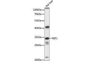 Western blot analysis of extracts of rat liver, using NIT1 antibody (ABIN7268923) at 1:1000 dilution. (Nitrilase 1 Antikörper  (AA 1-150))