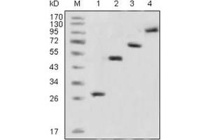 Western Blotting (WB) image for anti-Green Fluorescent Protein (GFP) antibody (ABIN1107357)