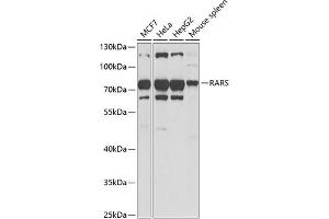 Western blot analysis of extracts of various cell lines, using RARS antibody (ABIN6127449, ABIN6146708, ABIN6146709 and ABIN6221913) at 1:1000 dilution. (RARS Antikörper  (AA 1-300))