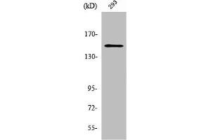 Western Blot analysis of 293 cells using YEATS2 Polyclonal Antibody (YEATS2 Antikörper  (Internal Region))