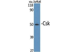 Western Blot (WB) analysis of specific cells using Csk Polyclonal Antibody. (CSK Antikörper  (Ser280))