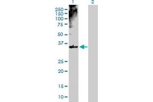 Western Blot analysis of MSI2 expression in transfected 293T cell line by MSI2 MaxPab polyclonal antibody. (MSI2 Antikörper  (AA 1-328))