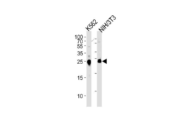 MESDC2 抗体  (C-Term)