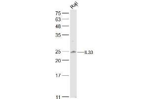 Raji lysates probed with IL33 Polyclonal Antibody, Unconjugated  at 1:500 dilution and 4˚C overnight incubation.