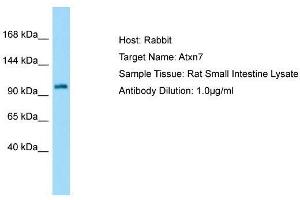 Host: Rabbit  Target Name: Atxn7  Sample Tissue: Rat Small Intestine lysates  Antibody Dilution: 1. (ATXN7 Antikörper  (N-Term))