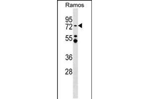 Western blot analysis in Ramos cell line lysates (35ug/lane). (MTA3 Antikörper  (C-Term))