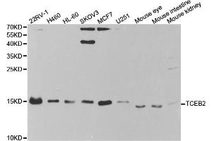 Western blot analysis of extracts of various cell lines, using TCEB2 antibody. (TCEB2 Antikörper)