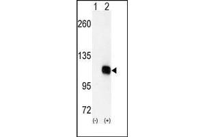 Image no. 1 for anti-Diacylglycerol Kinase, zeta (DGKZ) (C-Term) antibody (ABIN360519) (DGKZ Antikörper  (C-Term))