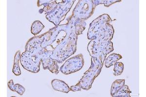 IHC analysis of Flotillin 2 using anti-Flotillin 2 antibody (ABIN7600242). (Flotillin 2 Antikörper  (AA 169-344))