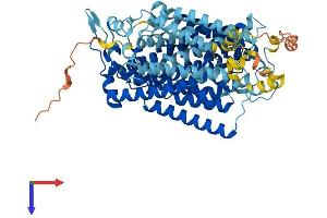 SLC5A1 Protein (AA 1-665) (His tag)