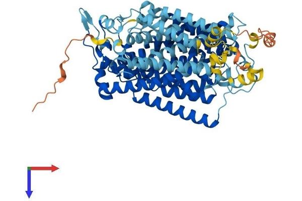 SLC5A1 Protein (AA 1-665) (His tag)