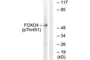 Western blot analysis of extracts from HuvEc cells treated with EGF 200ng/ml 5', using FOXO4 (Phospho-Thr451) Antibody.
