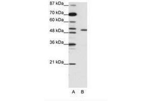 Image no. 2 for anti-Potassium Voltage-Gated Channel, Shaker-Related Subfamily, beta Member 2 (KCNAB2) (AA 121-170) antibody (ABIN203086)