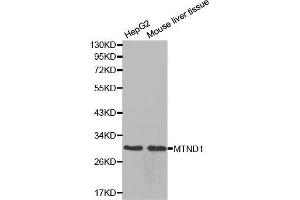 Western blot analysis of extracts of various cell lines, using MTND1 antibody. (MT-ND1 Antikörper  (AA 1-100))