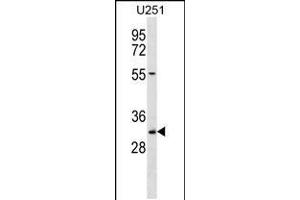 Western blot analysis in U251 cell line lysates (35ug/lane). (TCEA2 Antikörper  (AA 86-115))