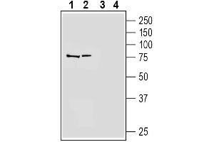 Western blot analysis of human  monocytic leukemia cell line lysate (lanes 1 and 3) and human  megakaryoblastic leukemia cell line lysate (lanes 2 and 4):1-2. (PTAFR Antikörper  (Extracellular))