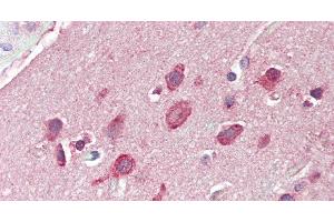 Immunohistochemistry of paraffin-embedded Brain, Cortex tissue using GRIN2C Polyclonal Antibody at dilution of 1:60. (GRIN2C Antikörper)