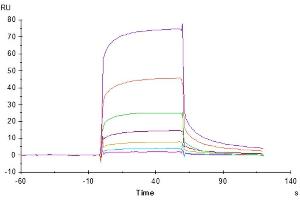 Surface Plasmon Resonance (SPR) image for Leukocyte Immunoglobulin-Like Receptor, Subfamily B (With TM and ITIM Domains), Member 1 (LILRB1) (AA 41-474) protein (His tag) (ABIN7275160)