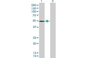 Western Blot analysis of CHIT1 expression in transfected 293T cell line by CHIT1 MaxPab polyclonal antibody.