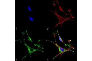 Immunocytochemistry/Immunofluorescence analysis using Mouse Anti-MMP9 Monoclonal Antibody, Clone S51-82 (ABIN1027712).