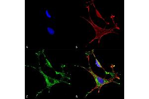 Immunocytochemistry/Immunofluorescence analysis using Mouse Anti-MMP9 Monoclonal Antibody, Clone S51-82 (ABIN1027712). (MMP 9 Antikörper  (AA 1-708))