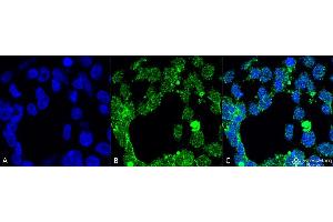 Immunocytochemistry/Immunofluorescence analysis using Mouse Anti-PP5 Monoclonal Antibody, Clone 2E11 . (PP5 Antikörper  (APC))