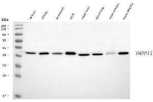 Western blot analysis of THAP11 using anti-THAP11 antibody (ABIN7599230). (THAP11 Antikörper  (AA 1-294))